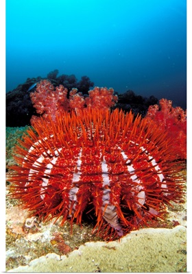 Thailand, Reef Scene With Crown-Of-Thorns Starfish