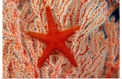 Thailand, Sea Star (Fromia Indica) On Gorgonian Coral