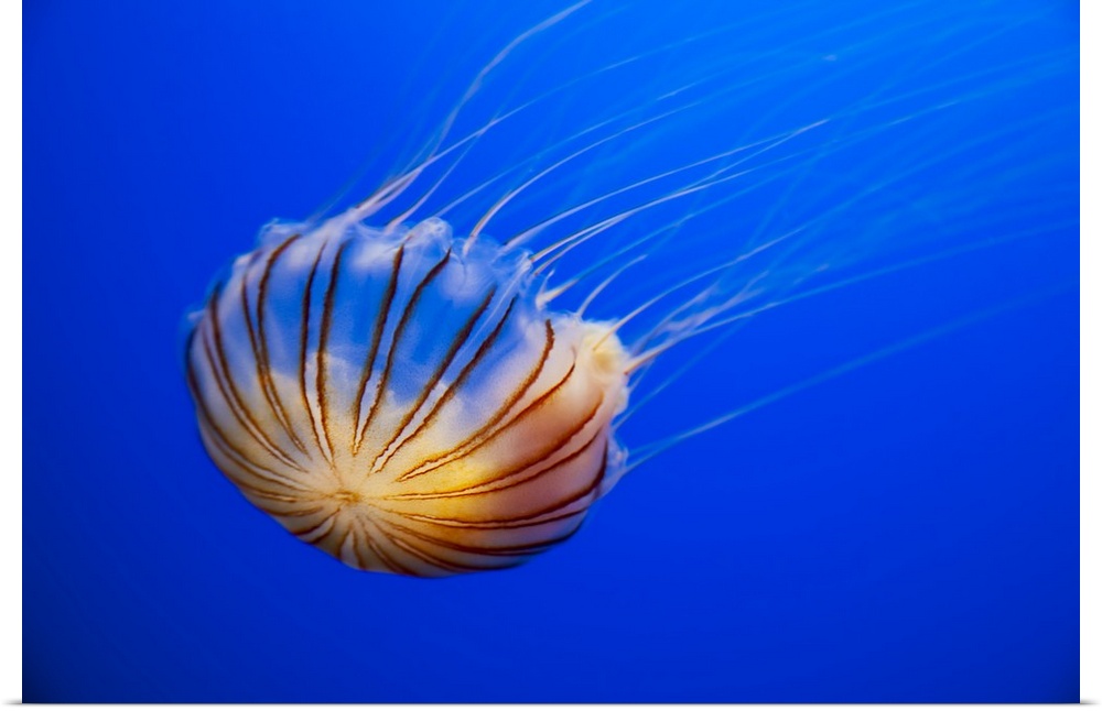 The compass jellyfish, Chrysaora hysoscella, Shot from an aquarium