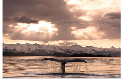 The Fluke Of A Humpback Whale Rises Out Of The Water, Southeast Alaska
