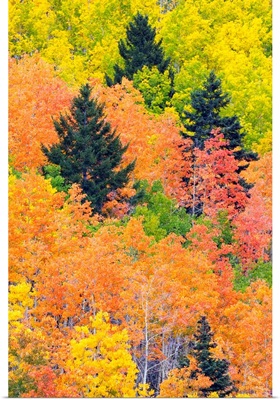 The leaves of a forest change colors in autumn.