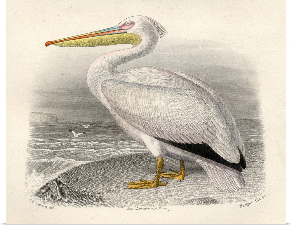 The Pelican, Drawn By Edouard Travies, Engraved By Nargeot And Sons.