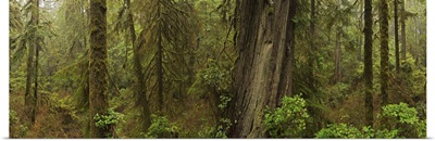 The Rainforest In Pacific Rim National Park, British Columbia, Canada
