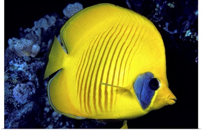 The Red Sea, Blue Cheeked Butterflyfish (Chaetodon Semilarvatus)