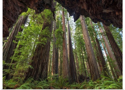 The Redwoods Of Northern California, Klamath, California