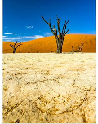 The Salt Pan Of Deadvlei, Sossusvlei, Hardap Region, Namibia