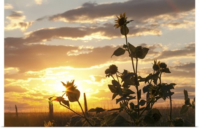 The Sun Sets Behind Sunflowers, Kadoka, South Dakota