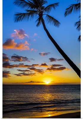 The Sun Setting Through Silhouetted Palm Trees, Wailea, Maui, Hawaii