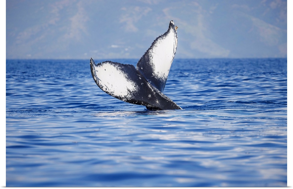 The tail of a humpback whale (megaptera novaeangliae) seen off the coast of Molokai, Hawaii, united states of America.