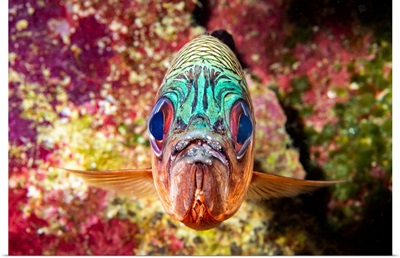 The Violet soldierfish, Lattice soldierfish, Yap, Micronesia