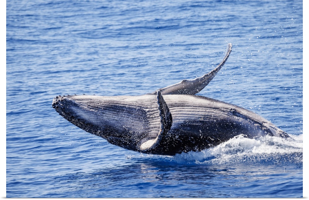 This breaching humpback whale calf (megaptera novaeangliae) was born in the 2022 season off Maui, Hawaii, united states of...