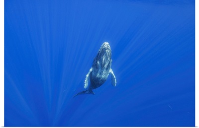 This Curious Humpback Whale Calf Investigated The Diver On The Surface, Hawaii