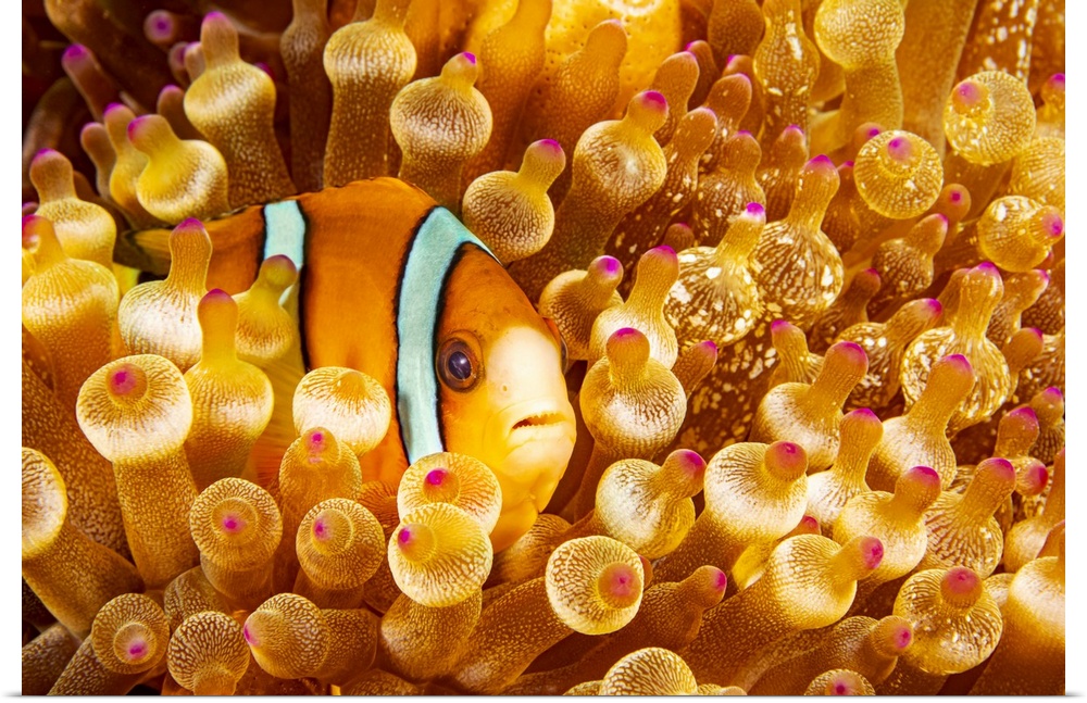 This Orange-fin anemonefish (Amphiprion chrysopterus) is pictured hiding in it's host anemone; Philippines.