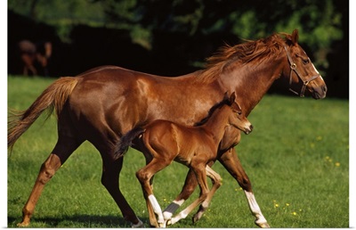 Thoroughbred Chestnut Mare and Foal, Ireland