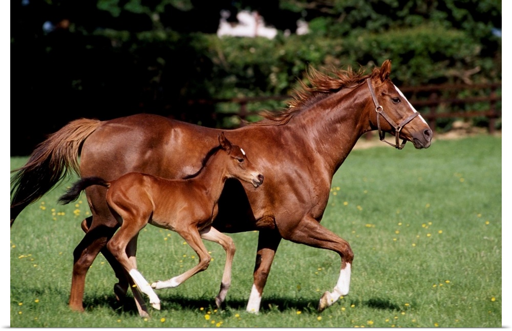 Thoroughbred Mare And Foal Galloping, Ireland