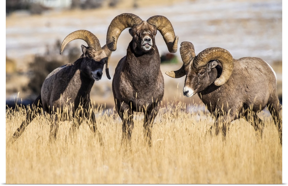 Three Bighorn Sheep rams (Ovis canadensis) interact with each other during the rut near Yellowstone National Park; Montana...