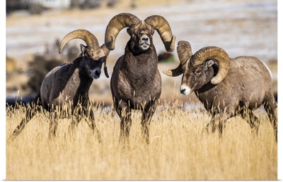 Three Bighorn Sheep Rams Near Yellowstone National Park, Montana, USA