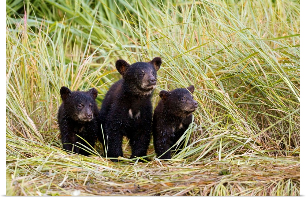 Three Black bear cubs from this year's litter stand together on a grass covered creek shore as their nearby mother fishes ...