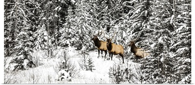 Three Bull Elk Standing In A Snow-Covered Forest, Banff National Park, Alberta, Canada