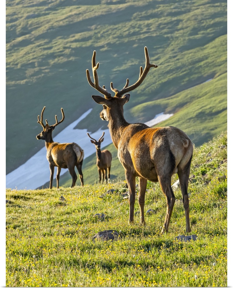 Three Elk bulls (Cervus canadensis) looking down from mountainside on lush, grassy slopes to water in the valley below; Es...