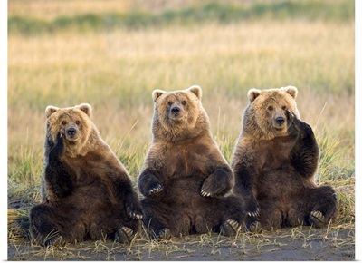 Three grizzlies sitting in meadow scratching faces Katmai National Park Alaska
