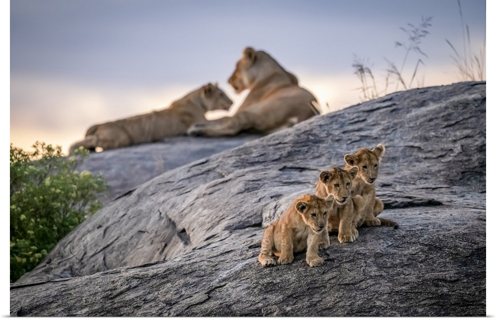 Three lion cubs (Panthera leo) sitting on a rock looking out with two lionesses in the background at dusk, Serengeti; Tanz...