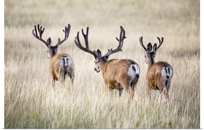 Three Mule Deer Bucks, Steamboat Springs, Colorado