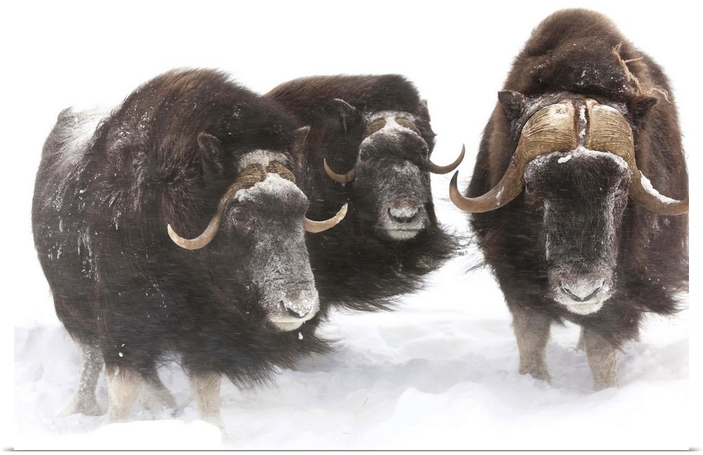 A bull muskoxen and 2 cows look at camera during a winter storm of swirling snow.  Captive.  Southcentral Alaska.  Good wh...