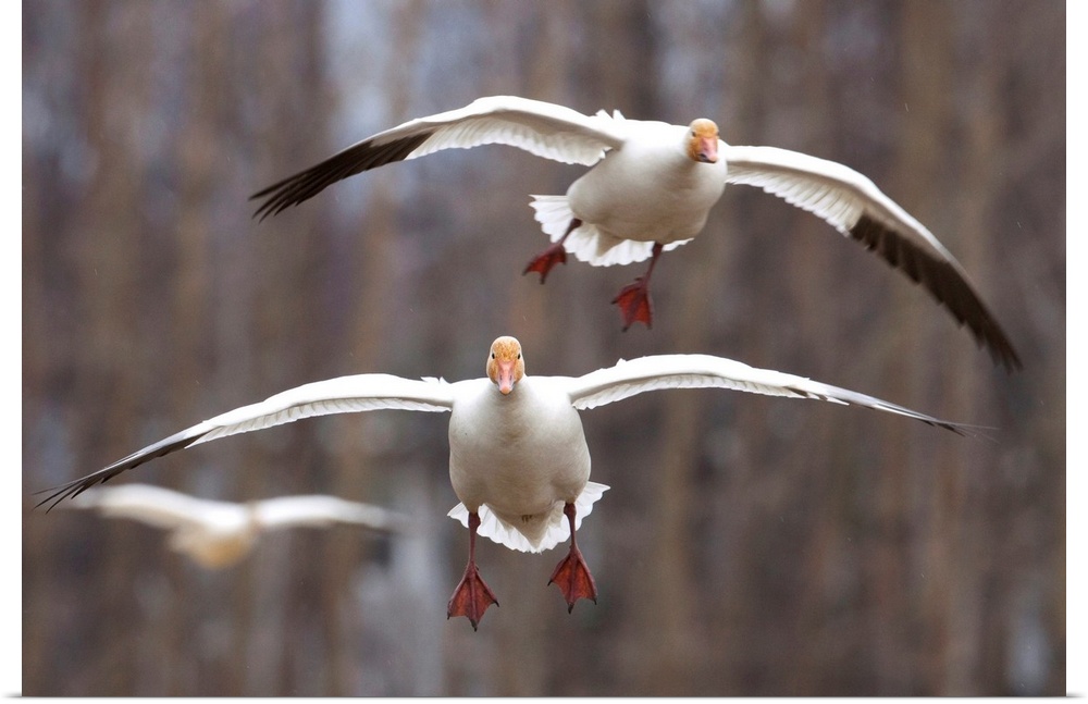 Three Snow Geese In Flight In The Matanuska Valley, Southcentral Alaska