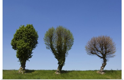 Three Trees Against Sky, Charmoy, Aube, France