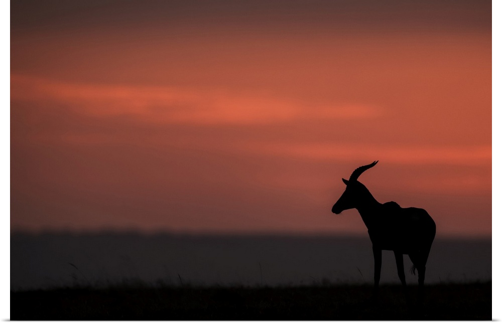 A topi (Damaliscus lunatus jimela) stands in profile on the horizon at sunset. It's body is silhouetted against the bright...