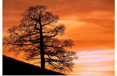 Tree Against A Sunset Sky, Nottinghamshire, England