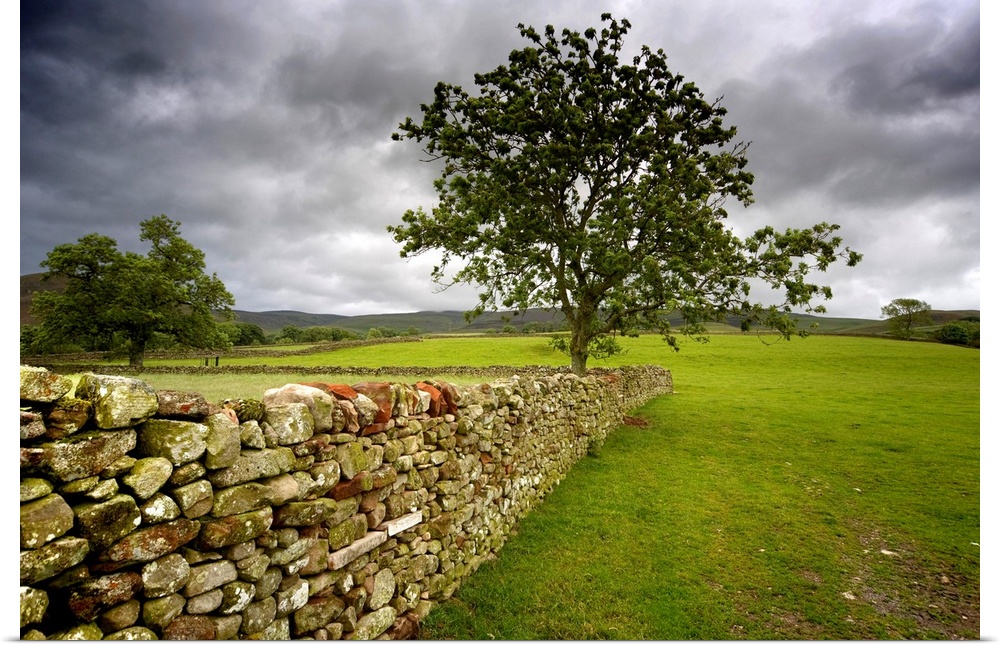 Tree Along A Stone Fence, Cumbria, England.