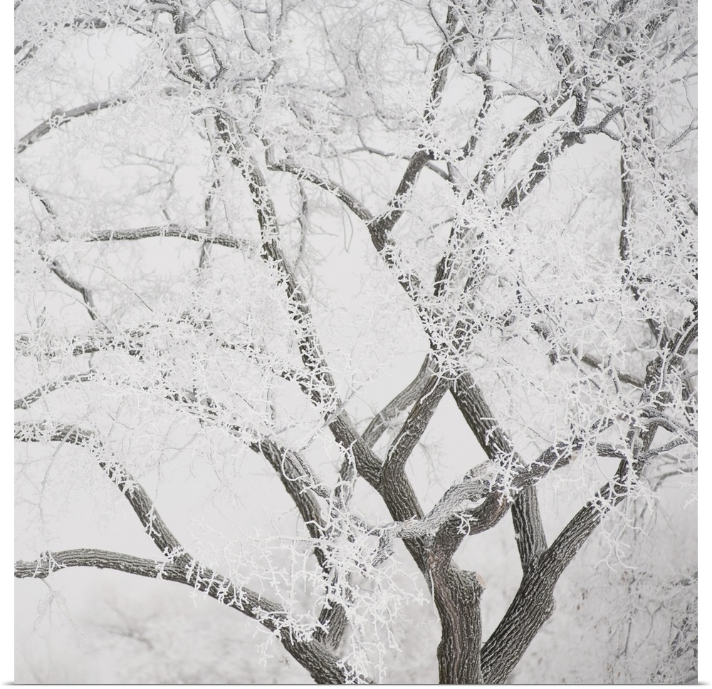Tree Branches Covered In Snow, Winnipeg, Manitoba, Canada