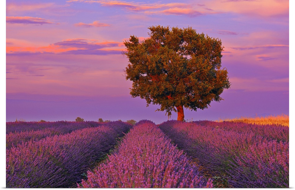 Tree in Lavender Field at Sunset, Valensole Plateau, Alpes-de-Haute-Provence, Provence-Alpes-Cote doAzur, Provence, France