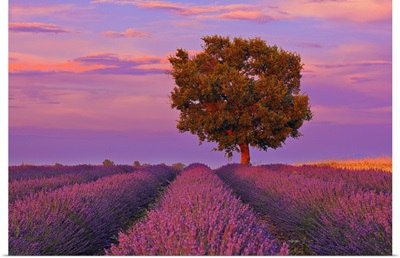 Tree In Lavender Field At Sunset, Valensole Plateau, Provence-Alpes-Cote DoAzur, France