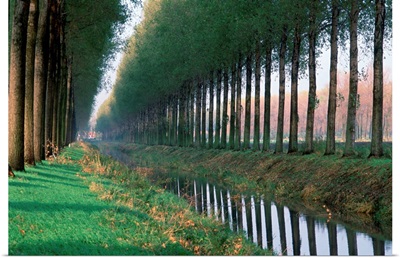 Tree Lined Road, From Brugge To Damme, Belgium