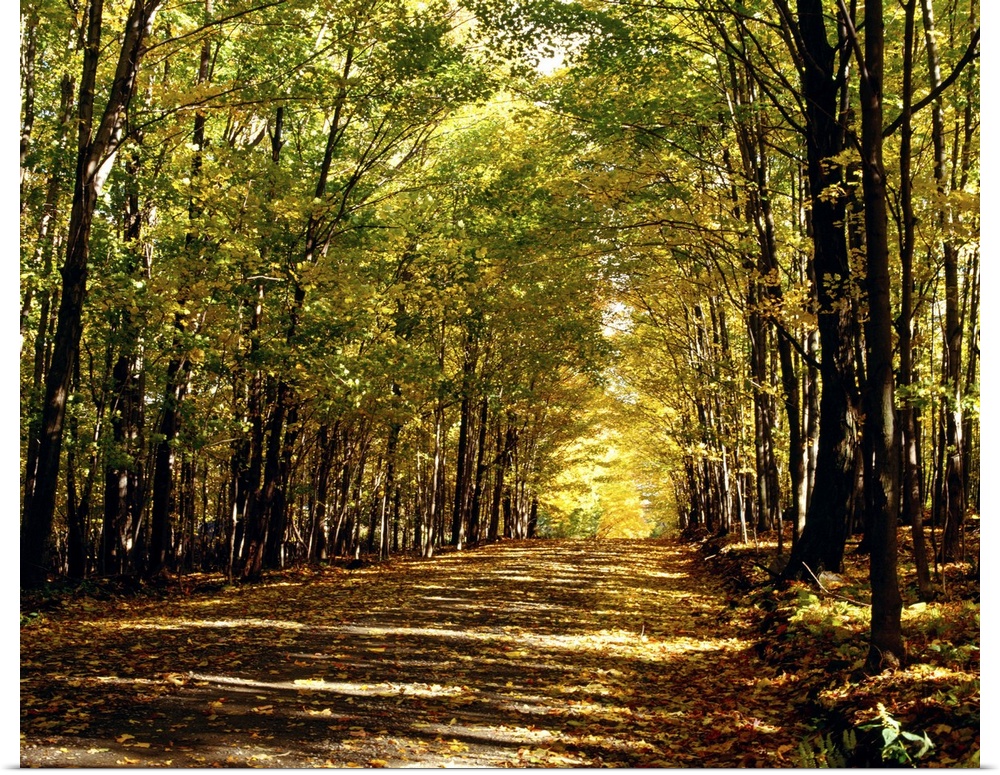 Tree-Lined Road In Autumn
