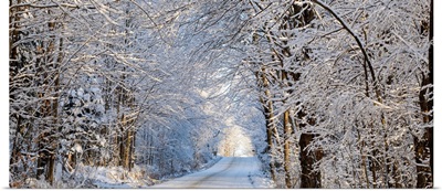 Tree Lined Road In Winter; East Hill, Quebec, Canada