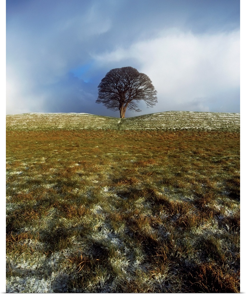Tree On A Landscape, Giant's Ring, Belfast, Northern Ireland