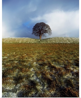Tree On A Landscape, Giant's Ring, Belfast, Northern Ireland