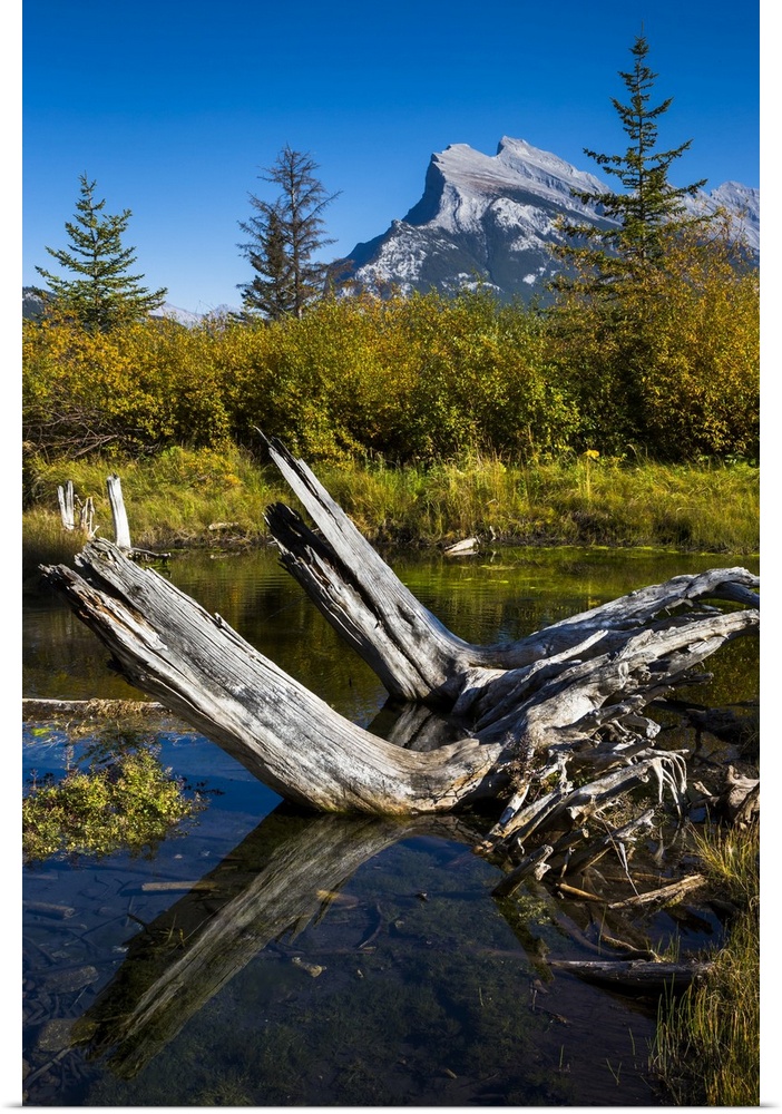 Tree Stump in Vermilion Lakes with Mount Rundle in Background, near Banff, Banff National Park, Alberta, Canada