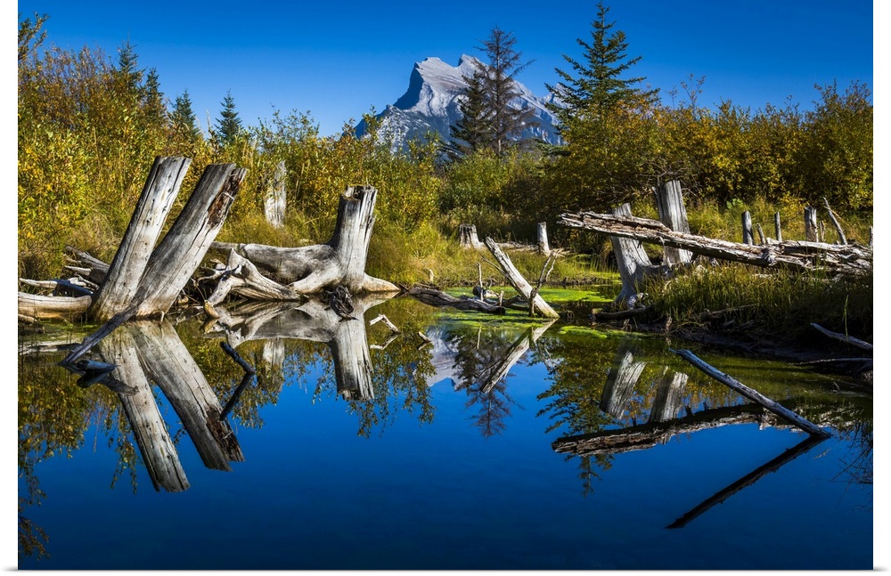 Tree Stumps in Vermilion Lakes with Mount Rundle in Background, near Banff, Banff National Park, Alberta, Canada