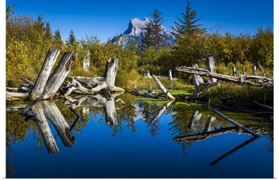 Tree Stumps In Vermilion Lakes, Banff National Park, Alberta, Canada