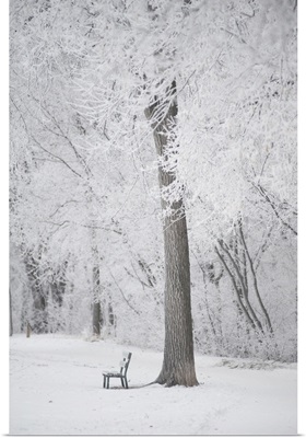 Trees And A Park Bench Covered In Snow, Winnipeg, Manitoba, Canada