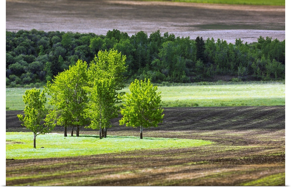 A group of trees in a grassy field surrounded by soil and a row of trees in the background, West of High River, Alberta, C...