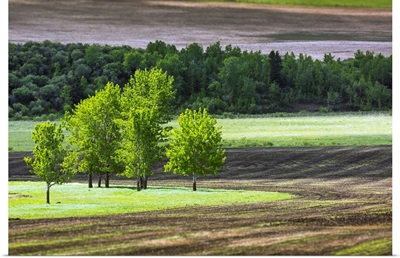 Trees in a grassy field surrounded by soil, West of High River, Alberta, Canada