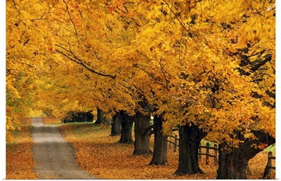 Trees In Autumn