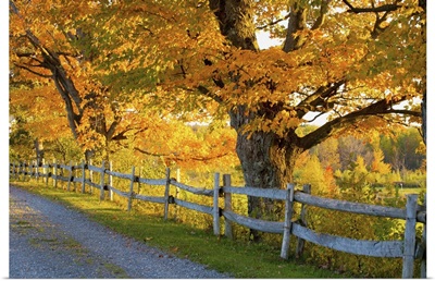 Trees In Autumn And A Fence Lined Road; Lawrenceville, Quebec, Canada