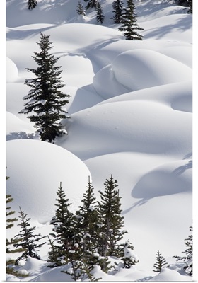Trees In Snow Drifts At Lake Louise, Banff National Park, Alberta, Canada